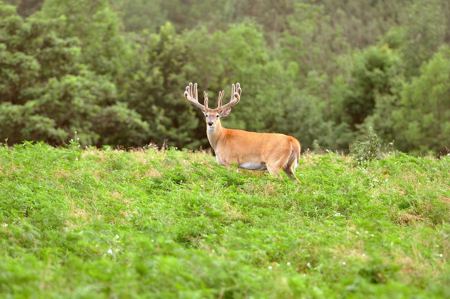 Giant Whitetail Buck