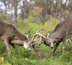 whitetail bucks, in rut, sparring. Autumn in Wisconsin ** Note: Soft Focus at 100%, best at smaller sizes