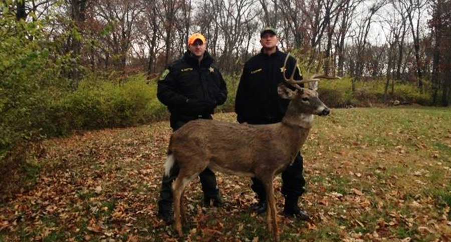 buck decoy