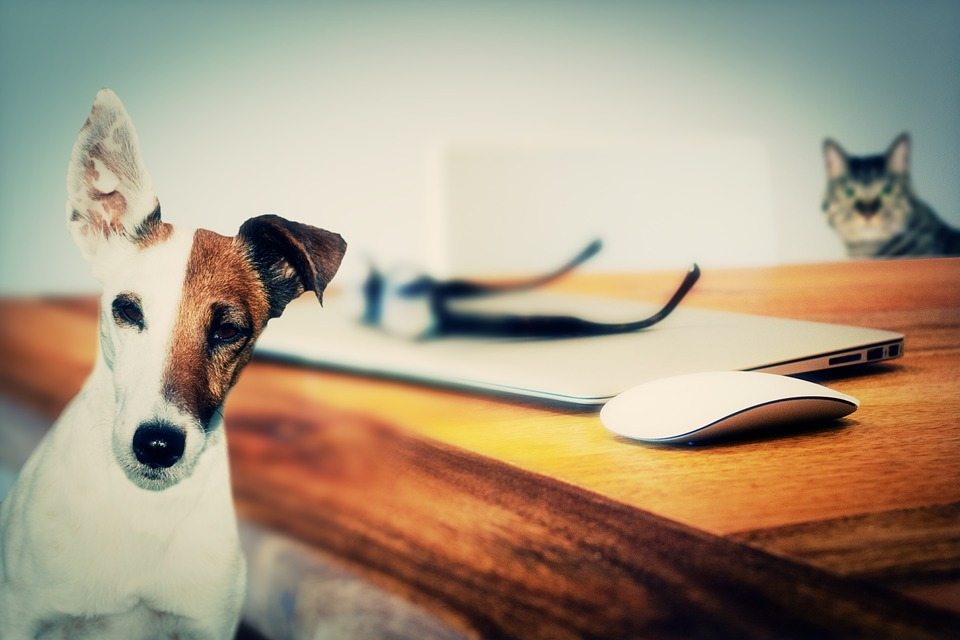 dog and cat by table with laptop