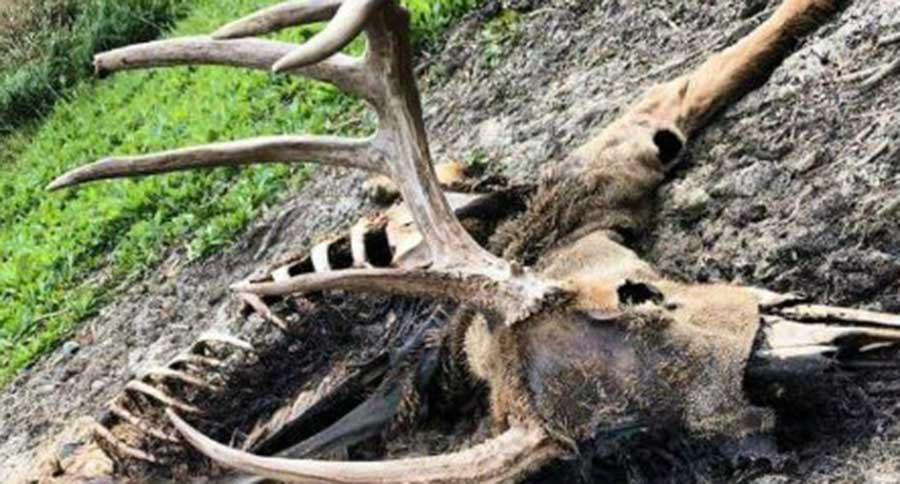ehd buck