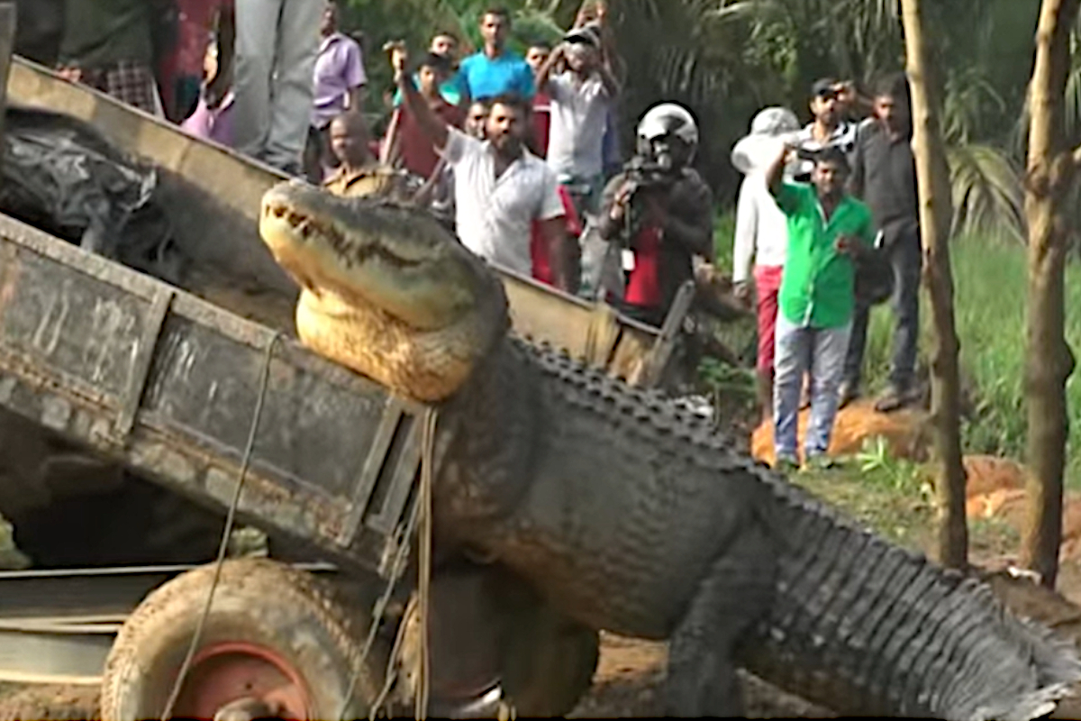 Crocodile