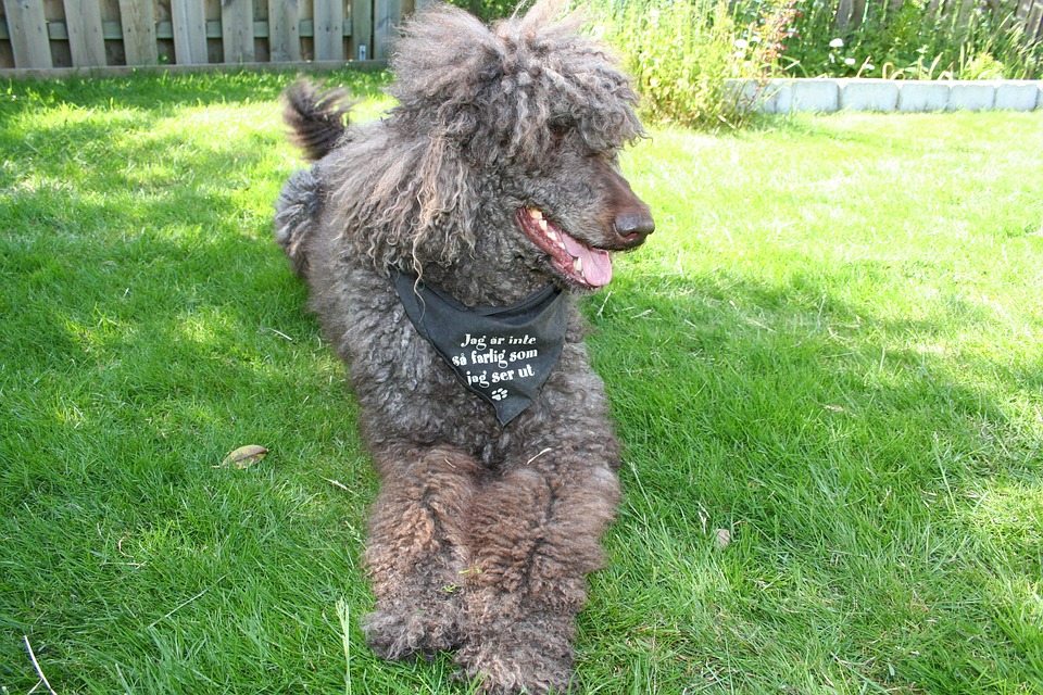 poodle laying in grass