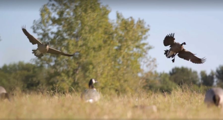 waterfowl