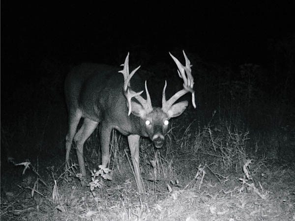 double-drop-tine-buck