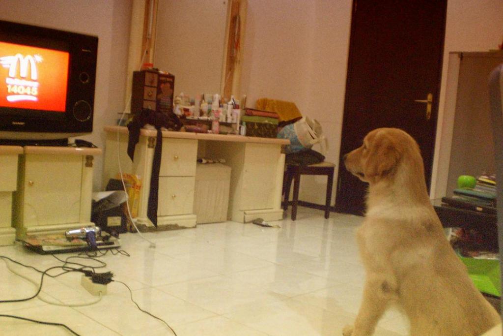 dog watching tv