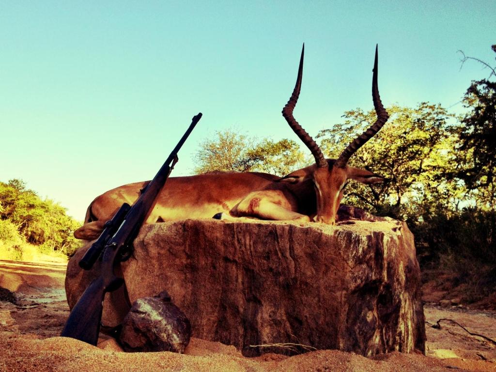 How To Choose An African Hunting Outfitter impala