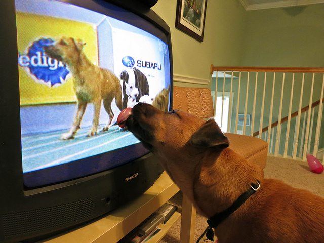dog ilcking tv