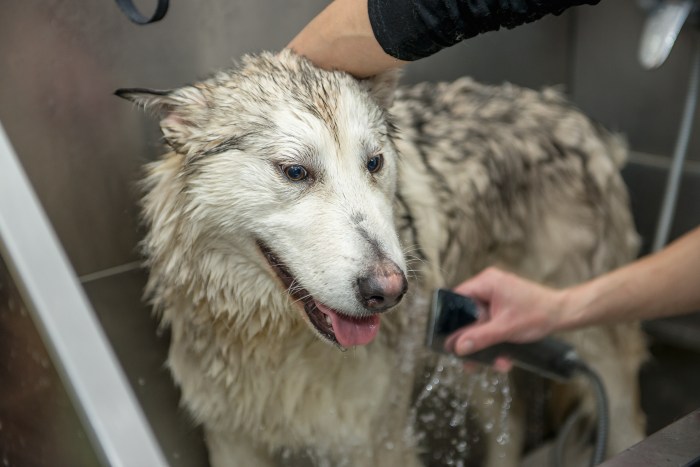 dog wash in the cabin. The dog breed malamute washed in salon for dogs.