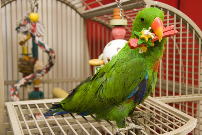 Green Eclectus 