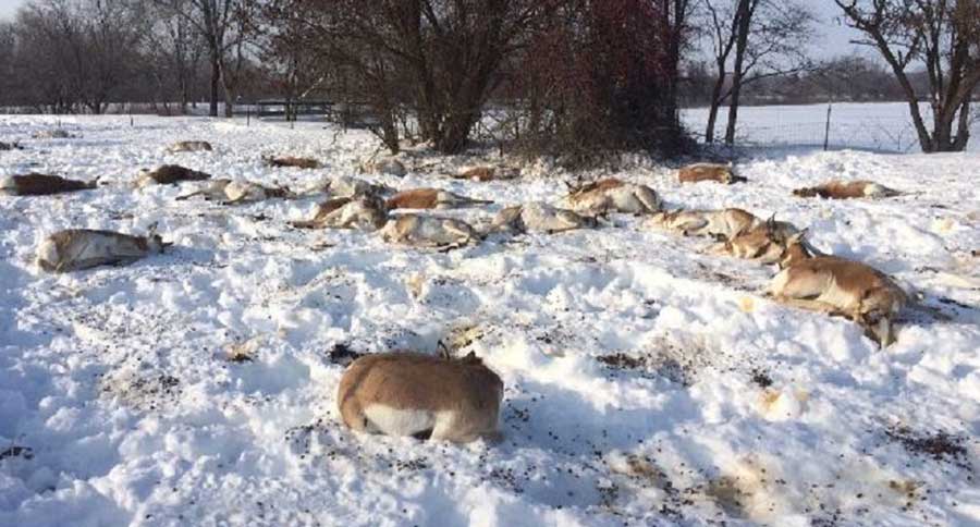 antelope dead