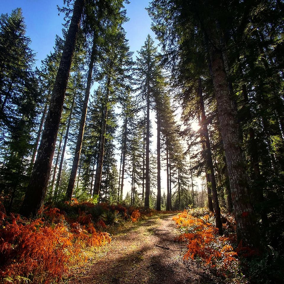 BLM land near Valsetz, OR photo by Matthew Dickason