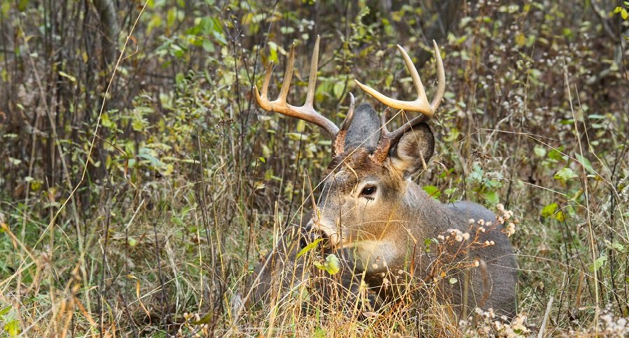 vermont deer numbers