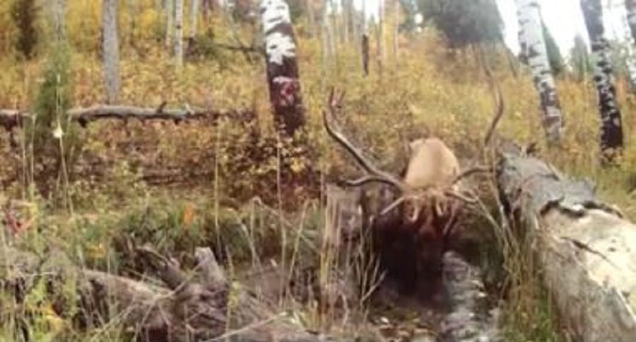 bull elk