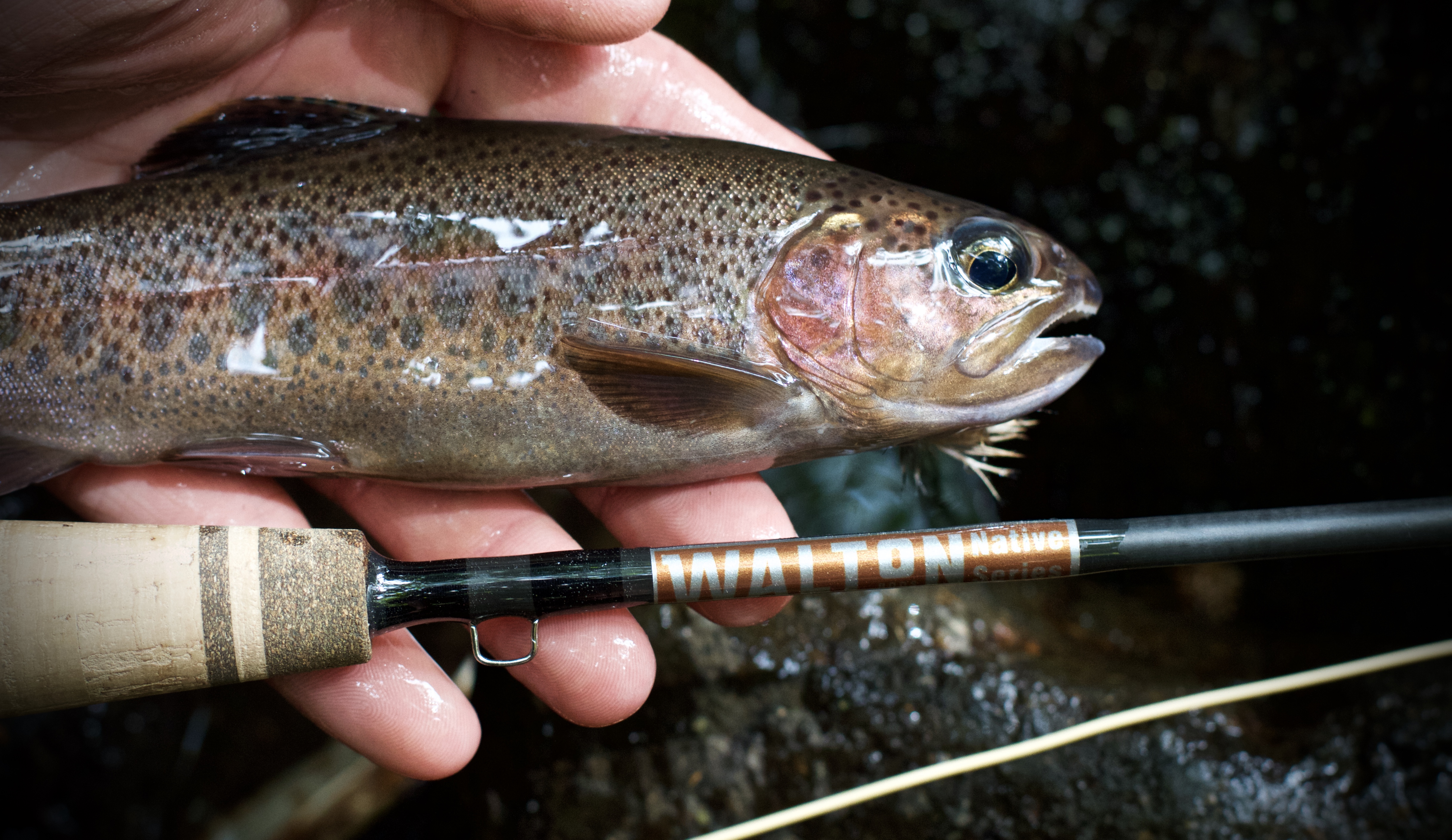 costa rican rainbow trout