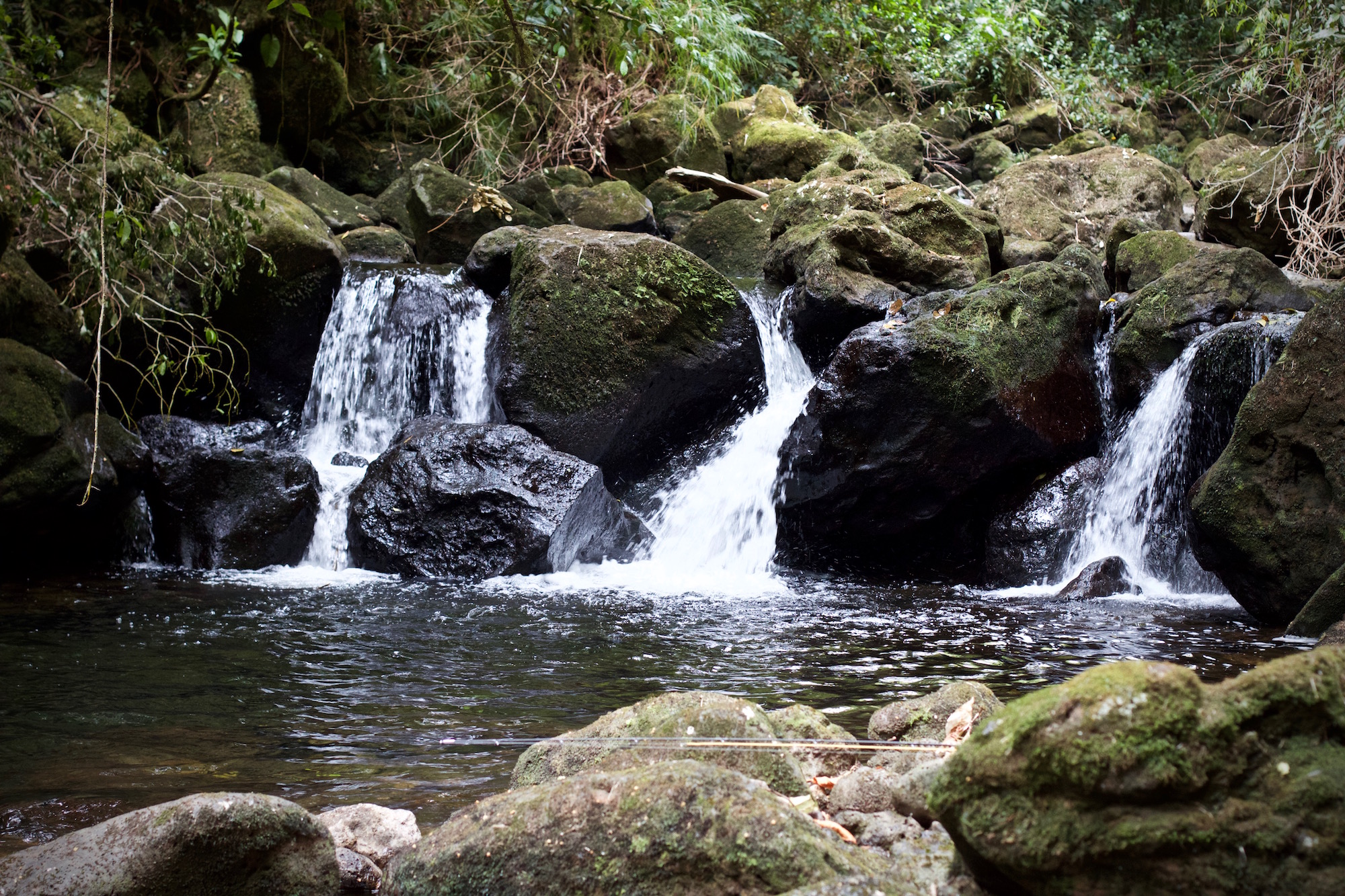 costa rican rainbow trout