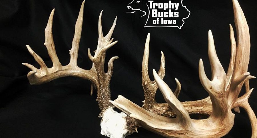 iowa archery whitetail buck