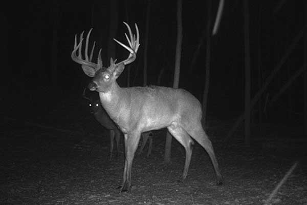 The Internet's Top 8 Deer Trail Camera Pictures