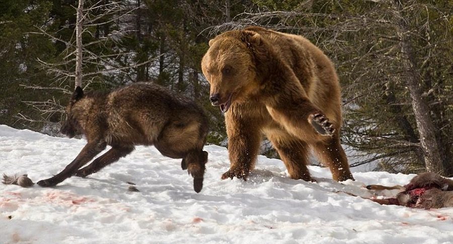 grizzly bear wolves