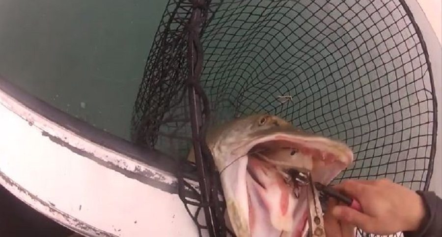 Lake St. Clair Muskie