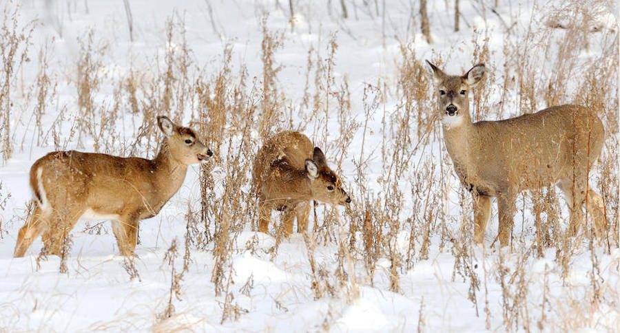 Officials In North Dakota Are Worried About The Winter Toll on Wildlife