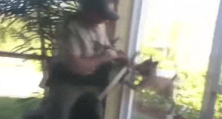 Bobcat Attacks Wildlife Officer In Florida Officials Fear Rabies