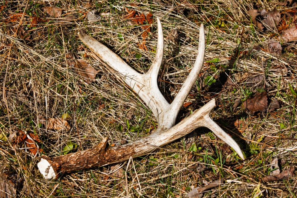 Must-Have Gear for the Shed Hunting Enthusiast