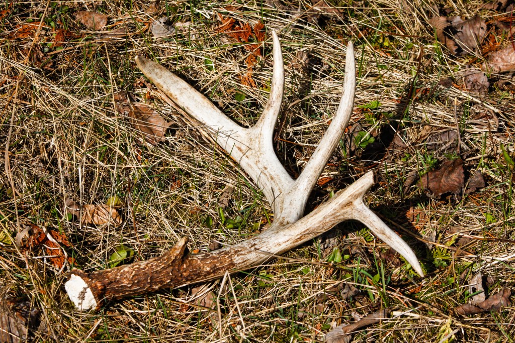 Shed Hunting