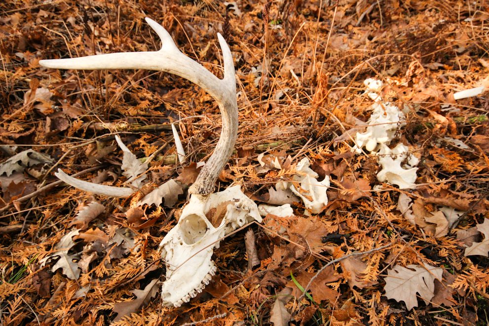 shed hunting