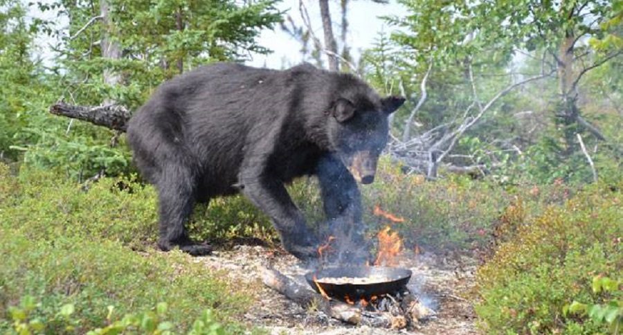 smokey the bear