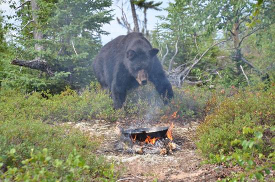 smokey the bear