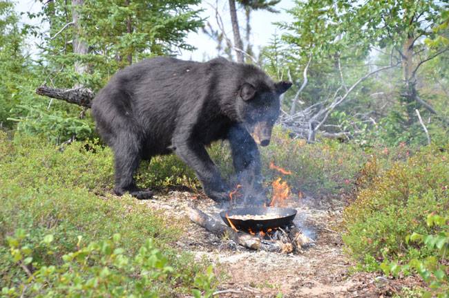 smokey the bear