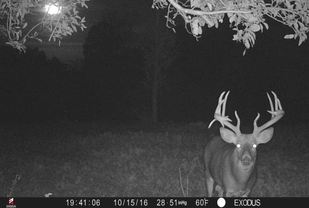 trail-cam-pics