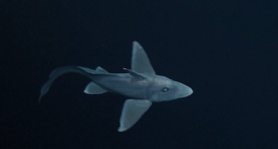 ghost shark