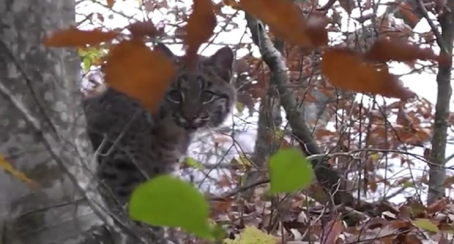 4 bobcats surround this hunting blind