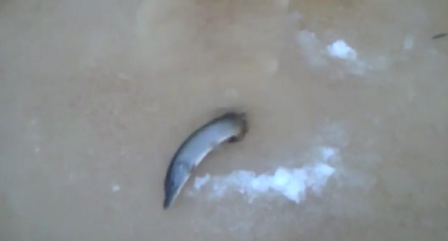 ice fishing hole that catches fish for you