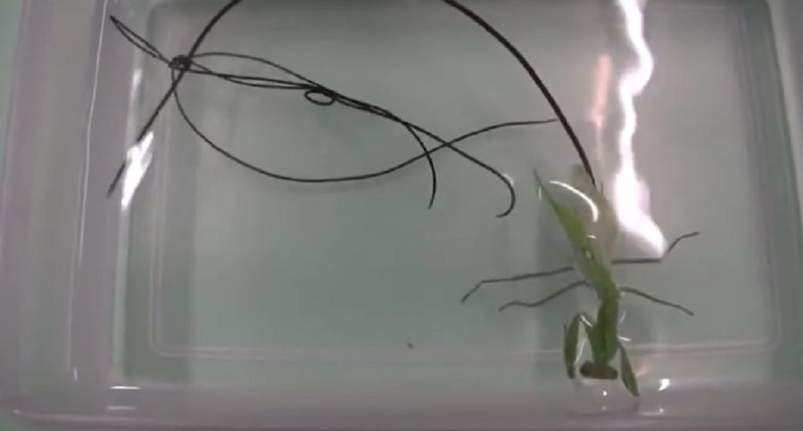 parasites inside of this praying mantis