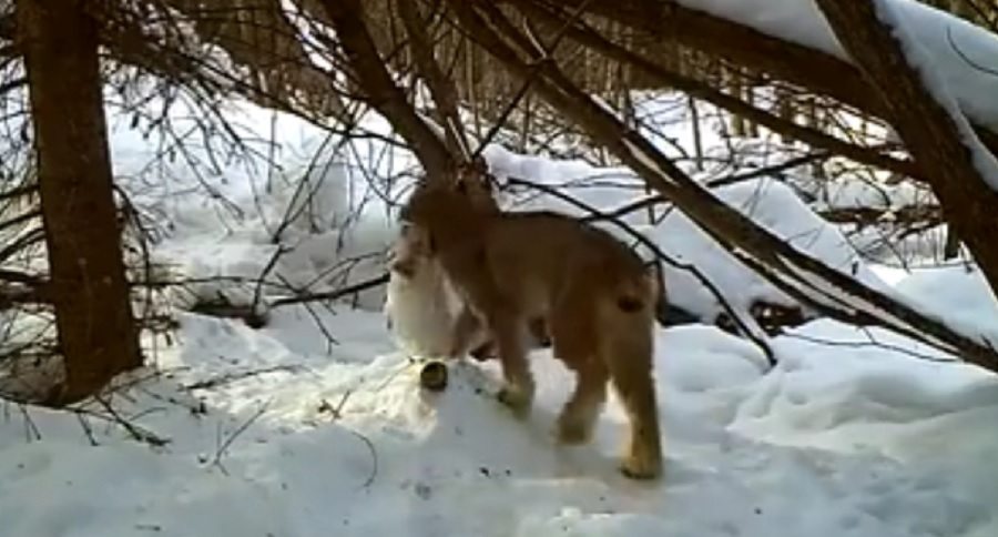 lynx catches a hare