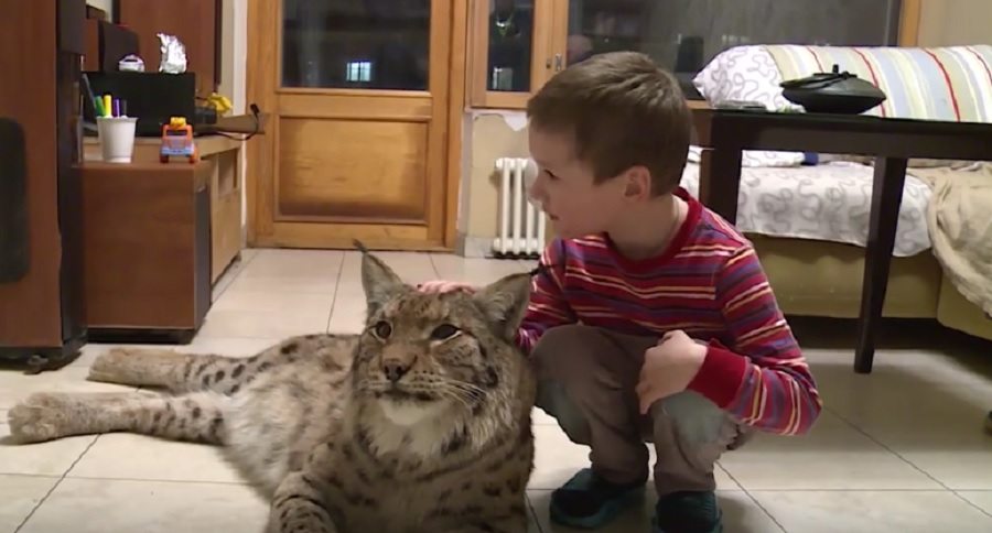 lynx lives in moscow apartment