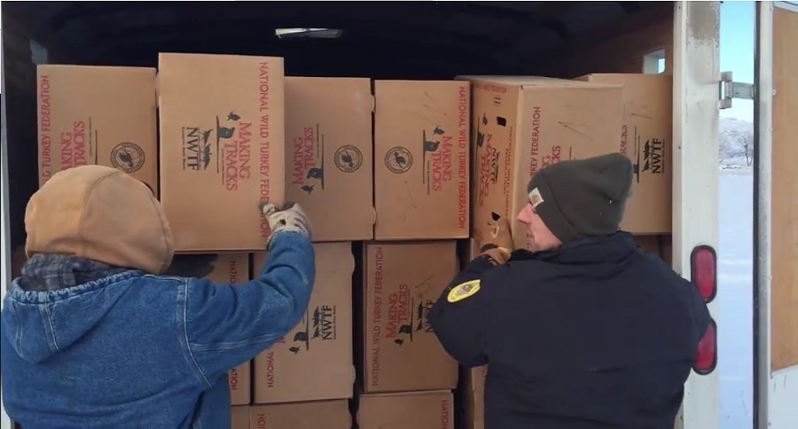 turkeys find a new home