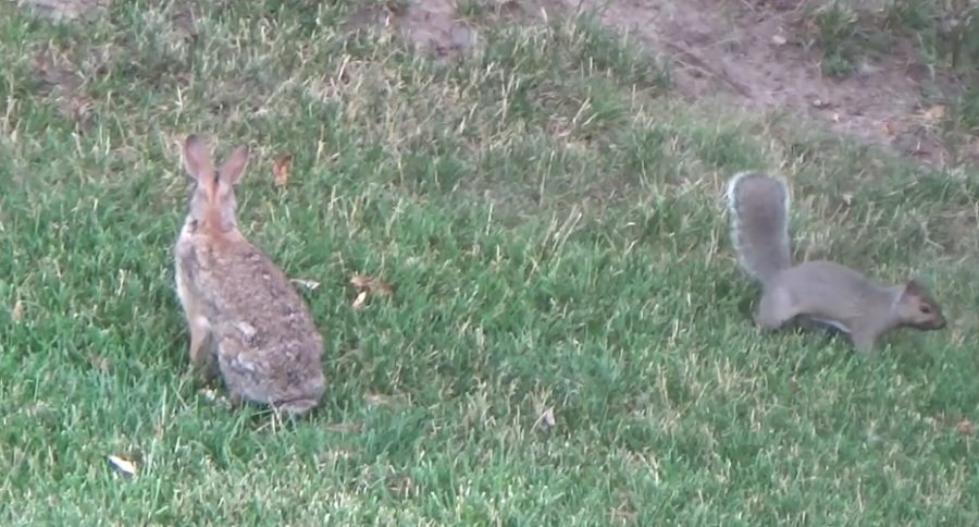 rabbit and a squirrel play tag