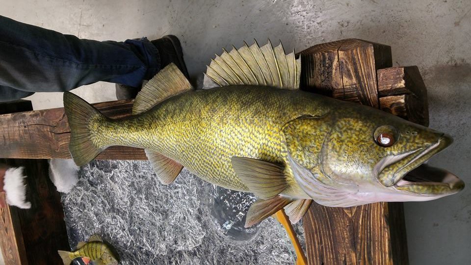 Pretty Sweet Idea for Ice Fishing Walleye Mount