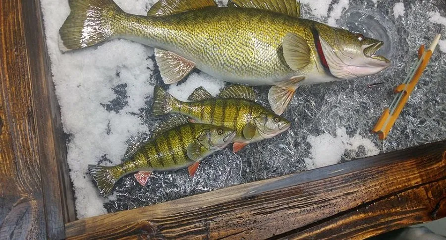 advanced taxidermy