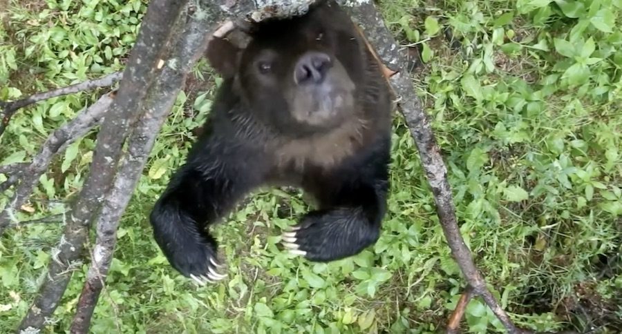 You Haven't Seen Anything Until You've Seen Bears Dance To 'Jungle Boogie'