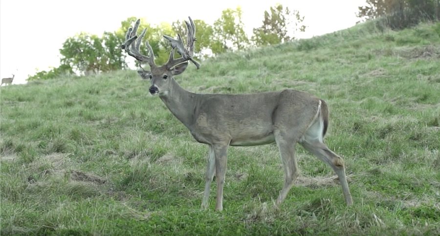 You Need To See Keith Warren Bag A Record Book Whitetail With A Dragon Claw Air Rifle