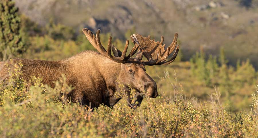 alaska yukon moose