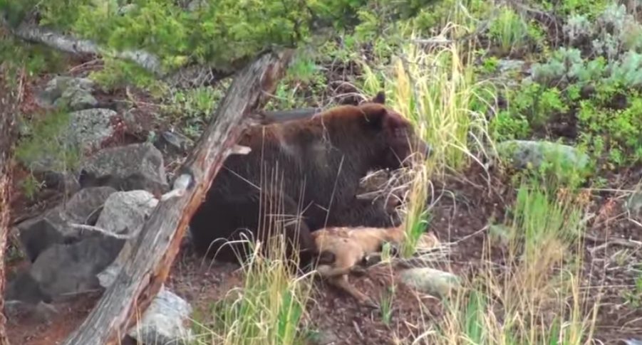 live elk calf