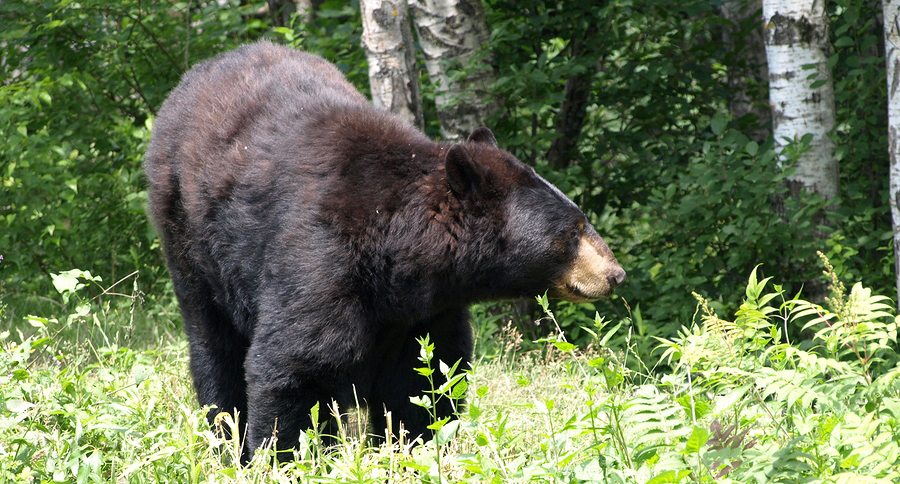 black bear