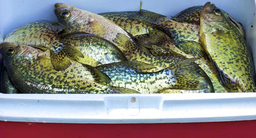 black crappies