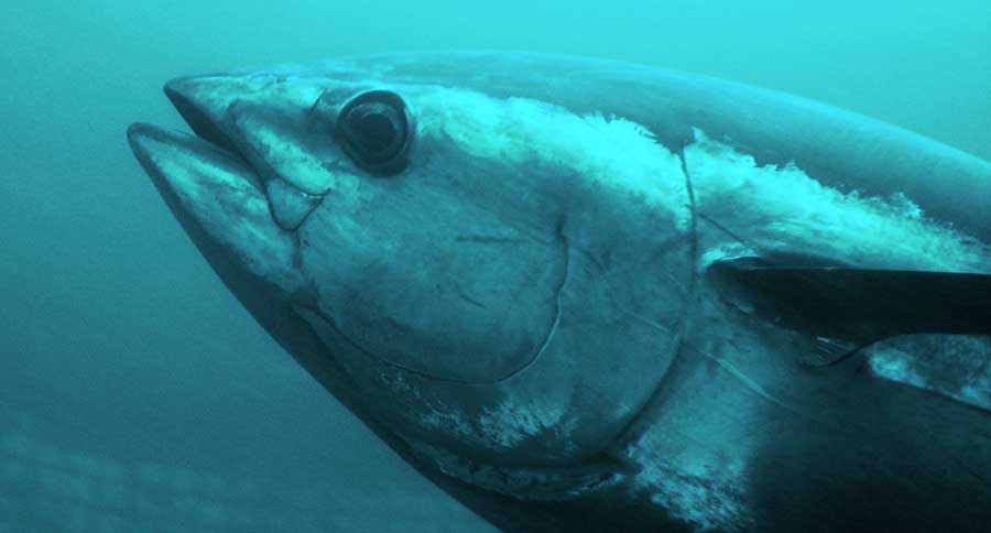 bluefin tuna